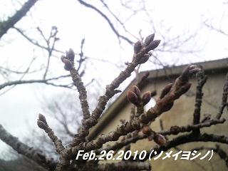 sakura.feb.26.2010