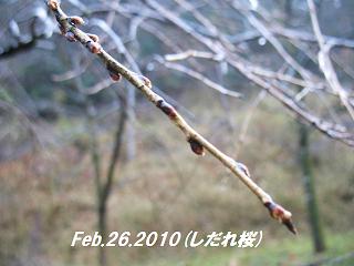 桜　２．２６しだれ