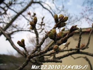 sakura20103222