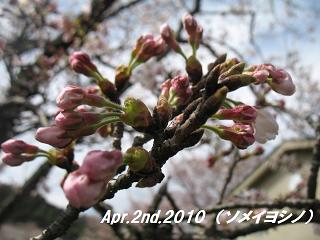 sakura201042