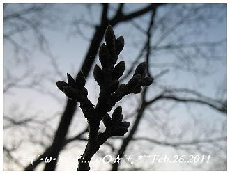 Feb.26.2011桜