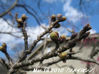 sakura2010319