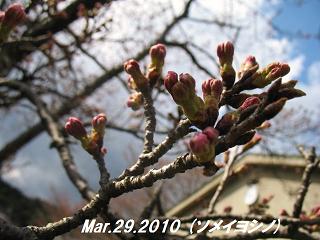 sakura2010329