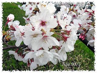 桜観察２３