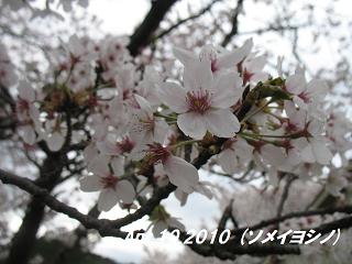 sakura2010410