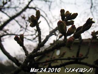 sakura2010324