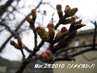 sakura2010325