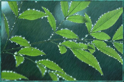 雨