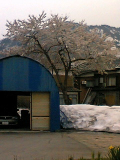 8部咲き
