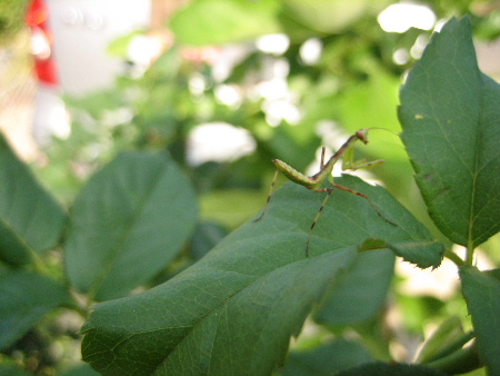 カマキリ