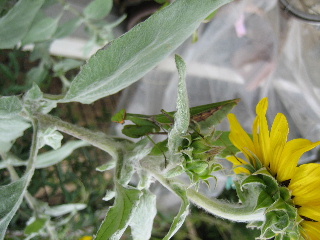 カマキリ
