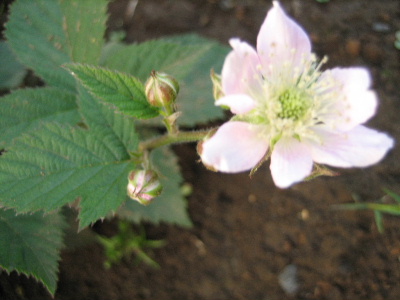 ブラックベリーの花