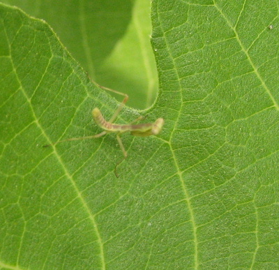カマキリ