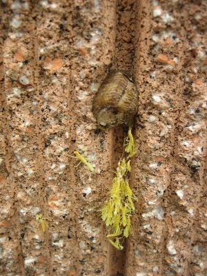 カマキリの卵
