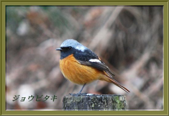 ジョウビタキ