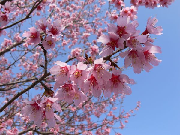 桜