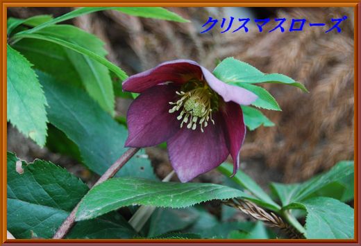 クリスマスローズ