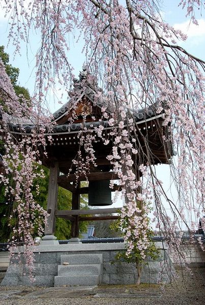 枝垂れ桜