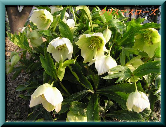 クリスマスローズ