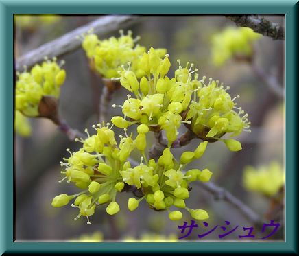 サンシュウ