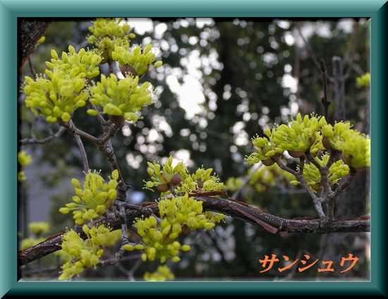 サンシュウ