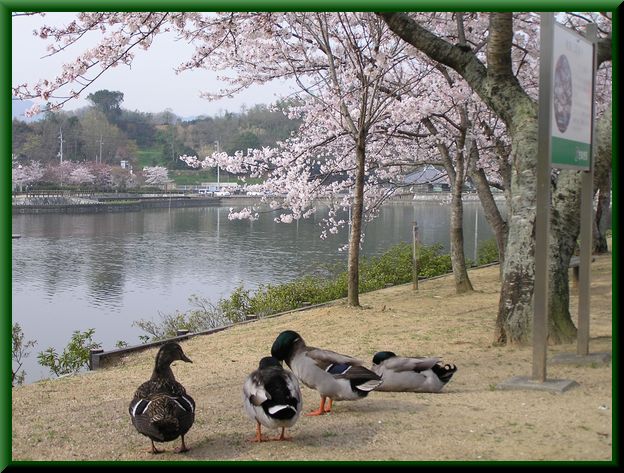 カモと桜