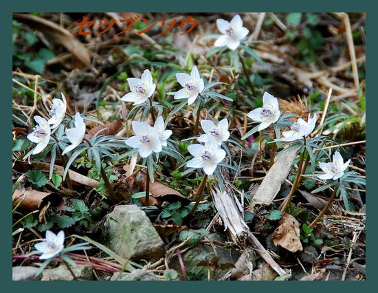 セツブンソウ