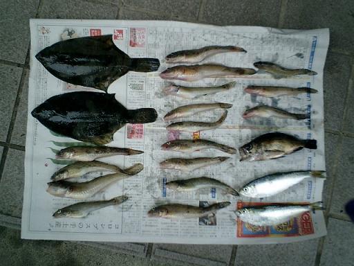 7/8-2 1,2号の釣果