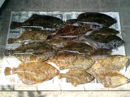 08 6/28 釣果 その1