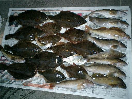 釣果　１１－４