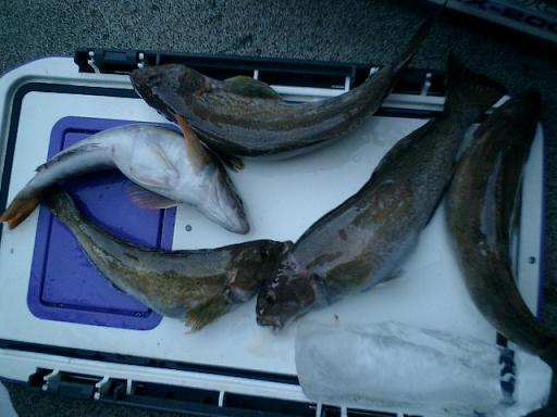 釣果ー2 11-1