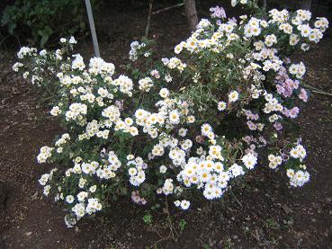 地植えの白いキク