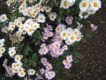 キク　白とピンク