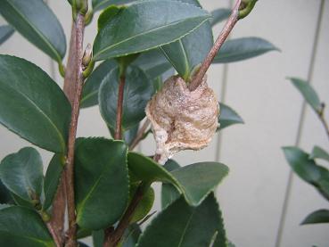 カマキリのタマゴ