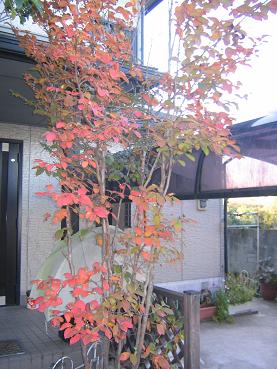 ヒメシャラ紅葉