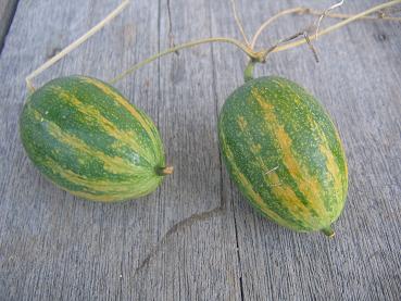 カラスウリあった！