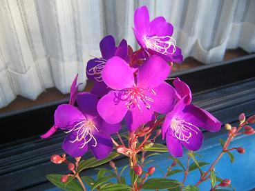 紫紺野ボタン１