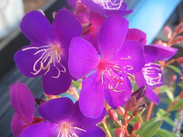 紫紺野ボタン２