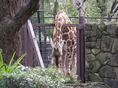 キリン20100317上野動物園