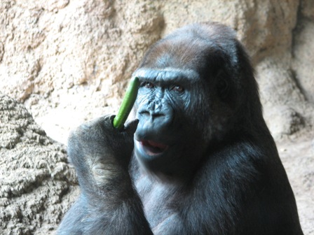 キュウリを食べるピーコ♀上野動物園2007.3.3