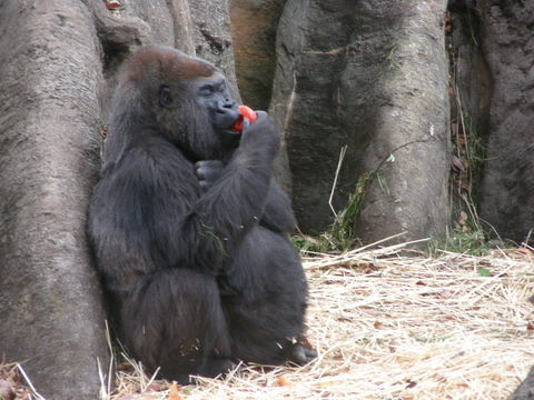 ナナ♀上野動物園20091205