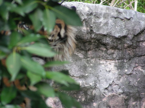 潜むトラ20100317上野動物園