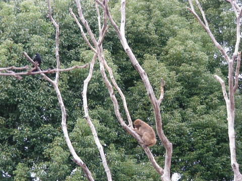 ニホンザルとカラス上野動物園20091205