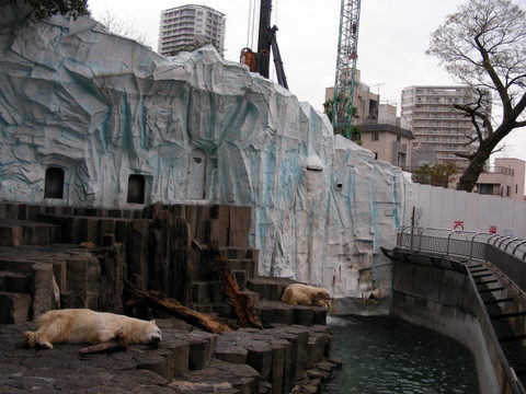 ホッキョクグマ上野動物園20091205Ａ