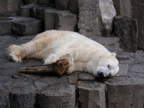 ホッキョクグマ上野動物園20091205Ｂ