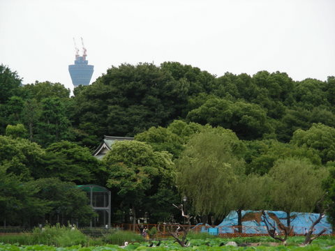 スカイツリー上野動物園20100626