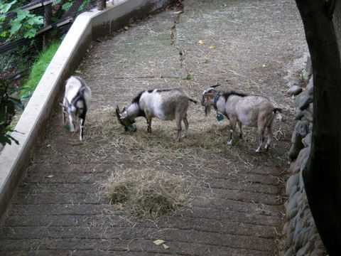 トカラヤギ上野動物園20100626