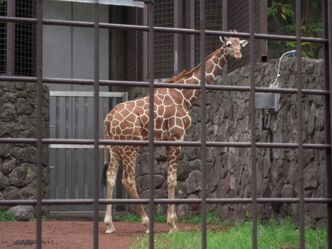 ヒナタ♂上野動物園20110727