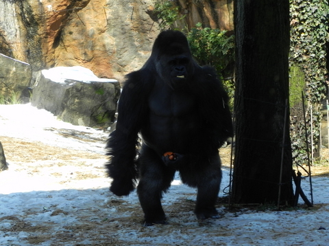 ハオコ♂上野動物園20110215B