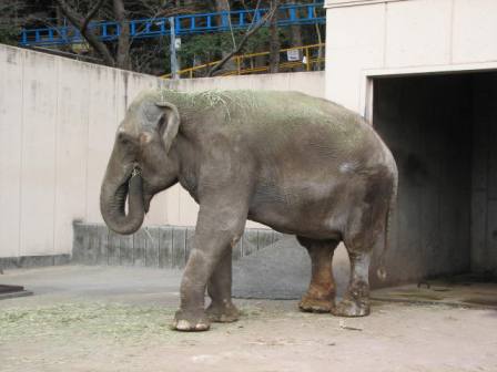 ゾウ岡山池田動物園2007.3.13.